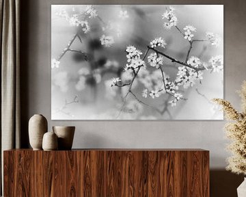 Soothing black and white blossom by WeVaFotografie