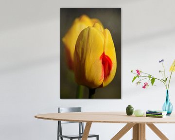 Yellow tulip with red accent