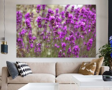 Lavendel in bloei van Daphne Groeneveld