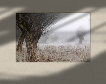 Kopfweiden bei Frost und Nebel von Karina Baumgart