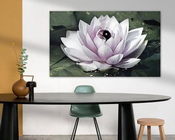 Yin-Yang-Lotusblume von Jacky
