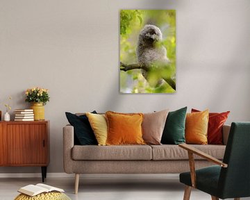 Waldohreule ( Asio otus ), Jungvogel verdreht den Kopf, lustiges Bild, wildlife, Europa. von wunderbare Erde