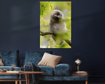 Long-eared Owl ( Asio otus ) turning its head, watching, looks funny, wildlife, Europe. by wunderbare Erde