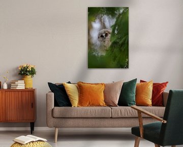 Waldohreule ( Asio otus ), Jungvogel versteckt im Grün, schaut neugierig, lustiges Bild, wildlife, E von wunderbare Erde