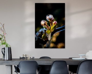 Belle image de la fleur de pommier gelée dans le verger sur Arthur Puls Photography