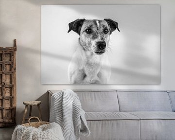 Chien, Jack Russell Terrier en noir et blanc sur Anne Marie Hoogendijk