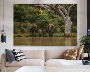 Asian Elephants Sri Lanka by Lex van Doorn
