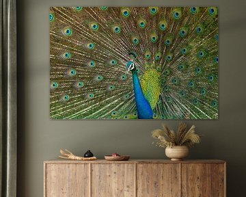 Wildpfau im Minnerya-Nationalpark Sri Lanka