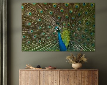 Wild Peacock in Minnerya National Park Sri Lanka by Lex van Doorn