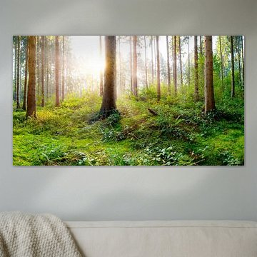 Frischer Wald - Sonnenaufgang in der Natur