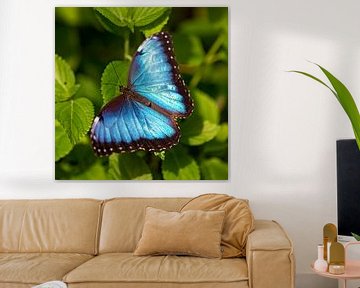 peleides blue morpho van gea strucks