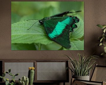 emerald swallowtail van gea strucks