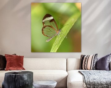 glasswing  butterfly by gea strucks