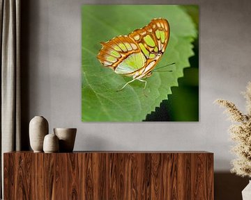 Malachiet vlinder