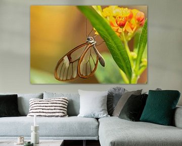 glasvleugel vlinder van gea strucks