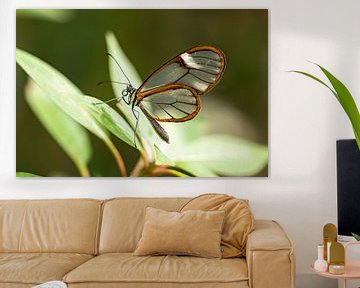 glass wing butterfly