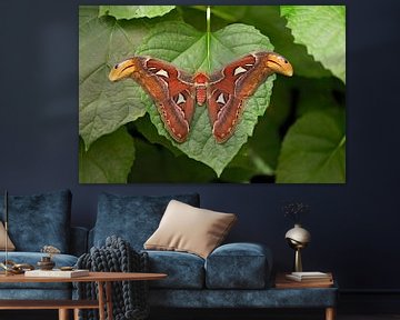 Atlas vlinder van gea strucks