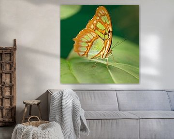 malachiet vlinder van gea strucks