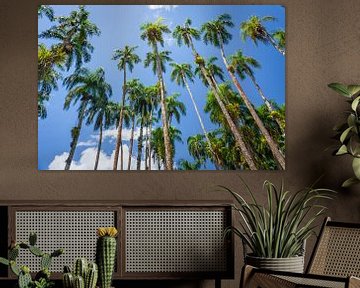 Palmen im Palmengarten, Paramaribo von Marcel Bakker