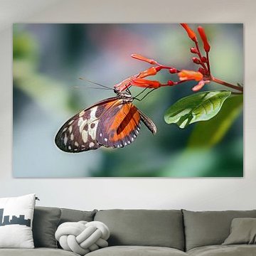 tiger longwing butterfly