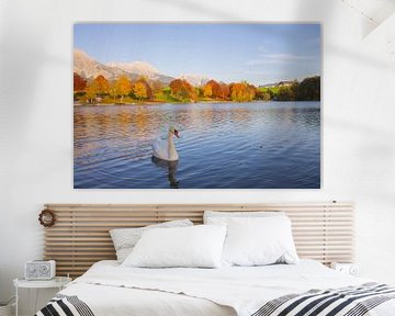 White swan swims in Ritzensee in Saalfelden by Marco Leeggangers