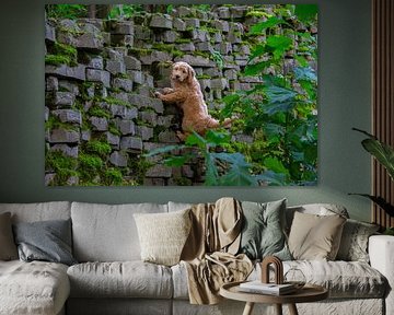 Puppy goldendoodle  klimt tegen en muur van Marco Leeggangers