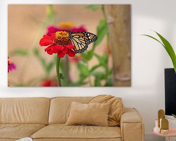 papillon monarque sur un gerbera rouge sur gea strucks