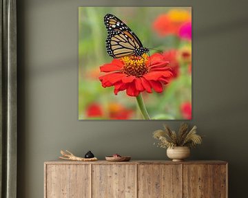 monarch butterfly on a gerbera by gea strucks