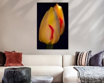 Die Blüte einer gelben Tulpe