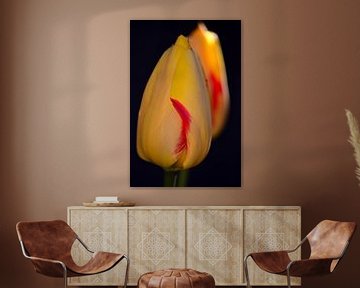 Une fleur de tulipe jaune