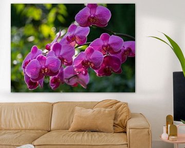 Orchidee Phaleanopsis lila bloeiend van Paul Nieuwendijk