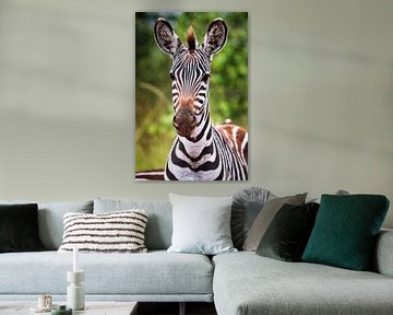 Jonge zebra's in Afrika, Oeganda van W. Woyke