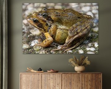 two mating frogs by wil spijker