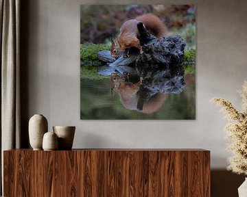 Ecureuil avec réflexion dans l'eau sur Sylfari Photography