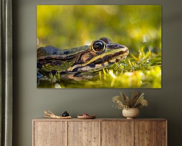 Grenouille sur Leo Kramp Fotografie