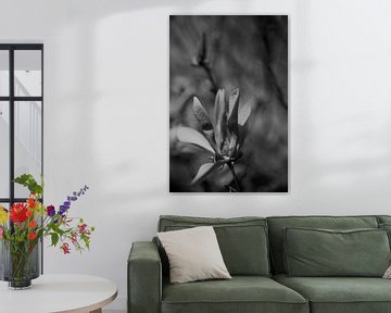 Blume mit Bokeh schwarz und weiß von Sanne van Pinxten