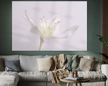 White lily by Esther van der Linden