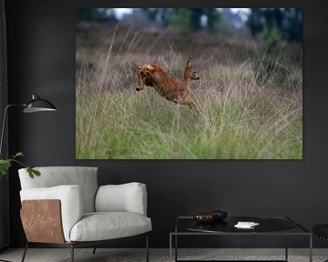 Vluchtend Ree by Gijs  Tjeerdsma