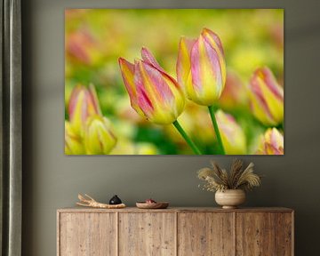 Tulip in pink and yellow by René Roelofsen