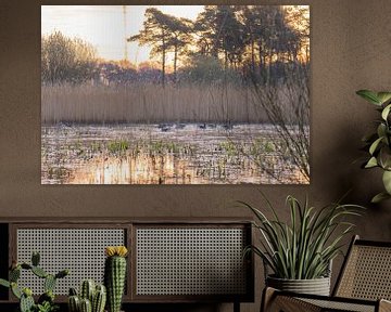 geese in the golden lake by Tania Perneel