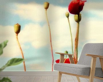 lost poppy by Kay Weber