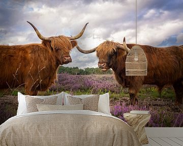 Schottischer Hochländer von Tomas van der Weijden