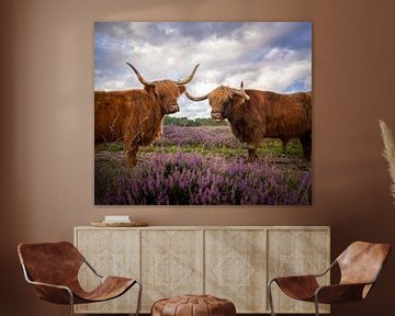 Highland Cows on the heath by Tomas van der Weijden