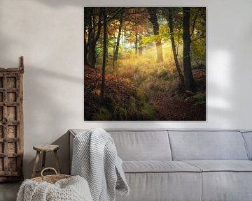 Light in the forest by Tomas van der Weijden