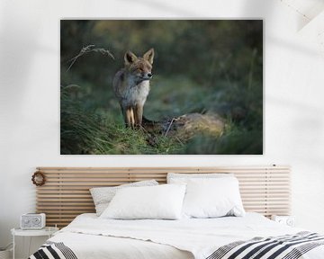 Fox by Bianca Verweij