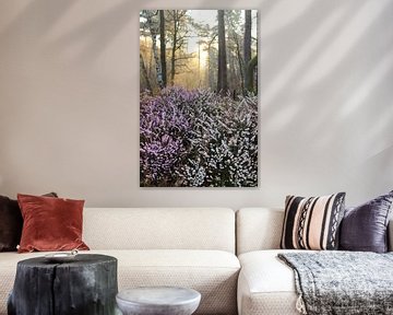 La bruyère en fleur dans la forêt sur Bobsphotography