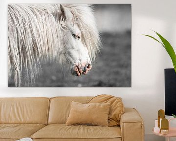 Weißes Pony (Shetland) von Jeroen Mikkers