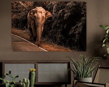 Éléphant sur Fotoverliebt - Julia Schiffers