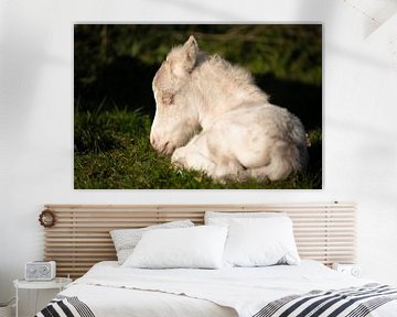 Schattig veulen van een pony (shetland) van Jeroen Mikkers