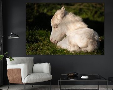 Niedliches Fohlen eines Ponys (Shetland) von Jeroen Mikkers